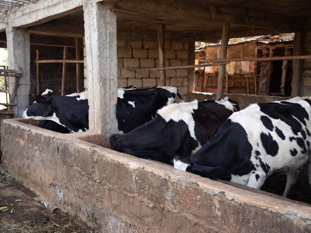 Friesian dairy cows feeding at a concrete trough in a smallholder dairy shed
