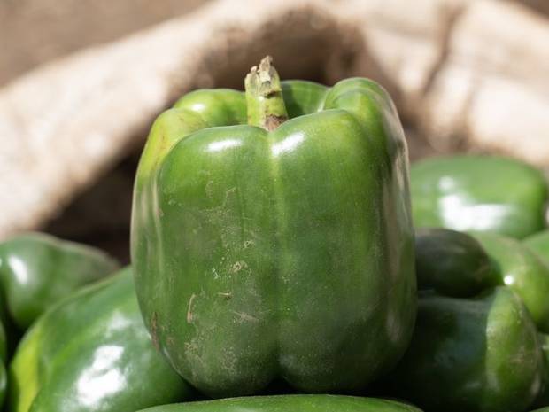 Green bell peppers stacked beside sisal sacks