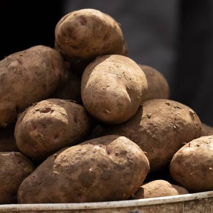 Freshly harvested potatoes in a metal basin