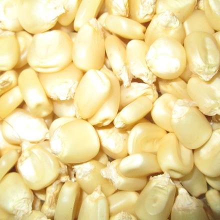 Cleaned white maize kernels graded for buyer specification