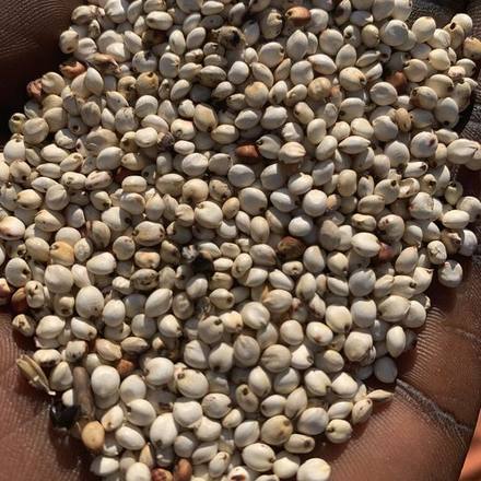 White sorghum grain held in an open hand