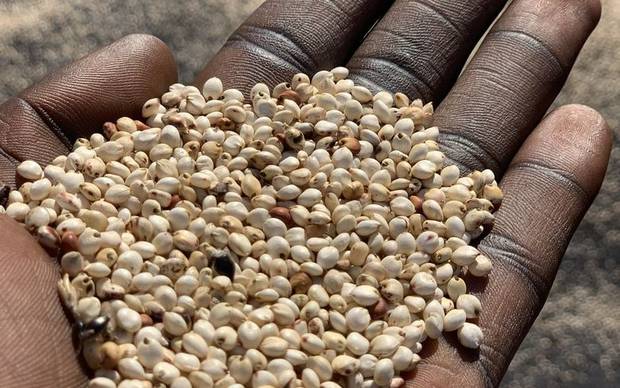 A handful of white sorghum held above a drying floor