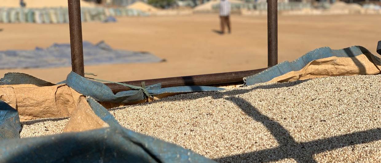 Grain spread to dry on an open air drying yard, photographed during a market assessment field visit